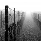 Winter Vineyard